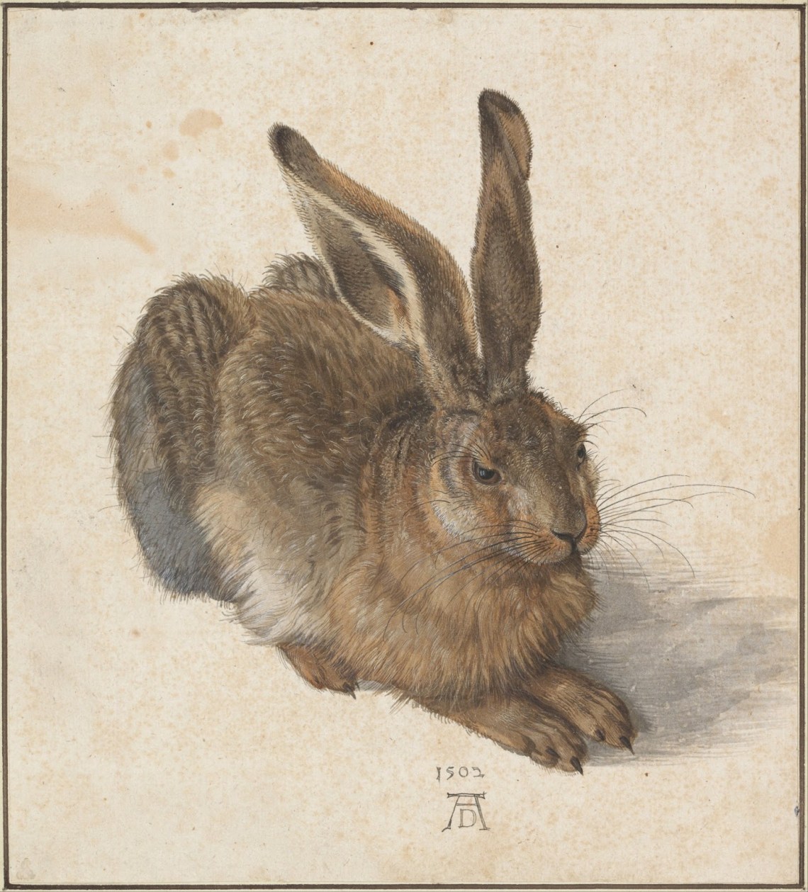 Albrecht Dürer_Young Hare (1502)